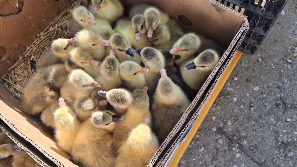 sajam srijedom 28052025 (10)