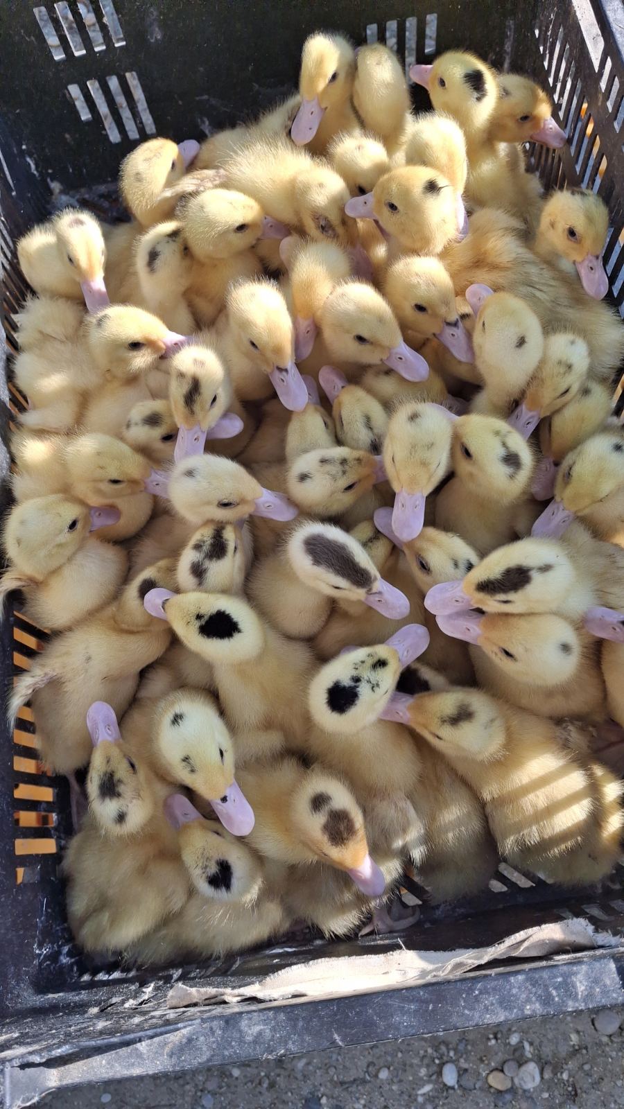 sajam srijedom 28052025 (11) sajam srijedom 28052025 (11)