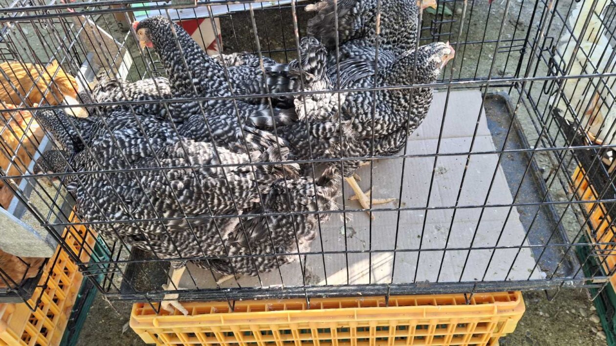 sajam srijedom 28052025 (13)