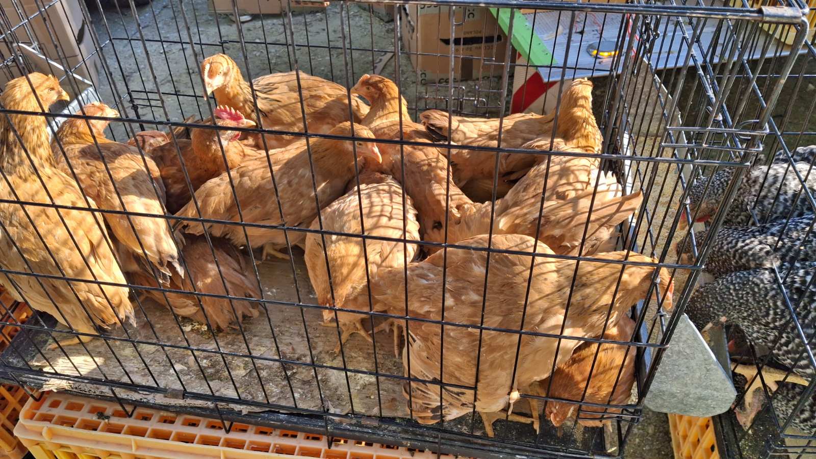 sajam srijedom 28052025 (14) sajam srijedom 28052025 (14)