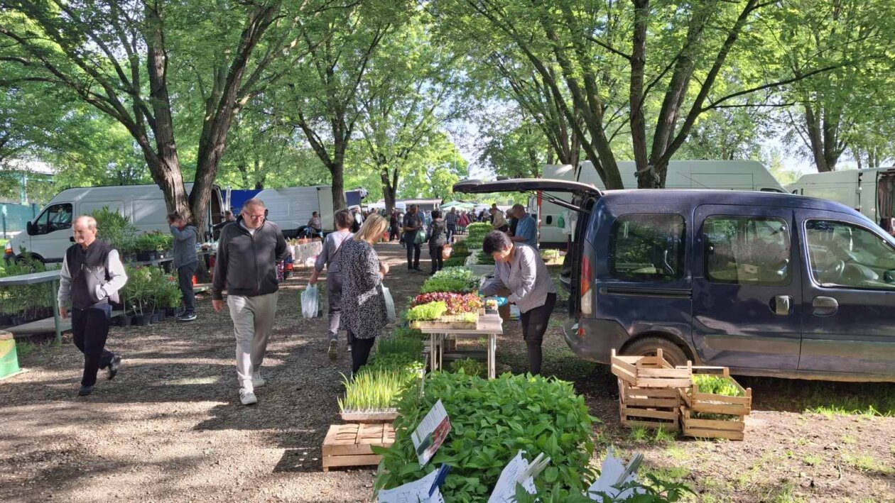 sajam srijedom 28052025 (35)