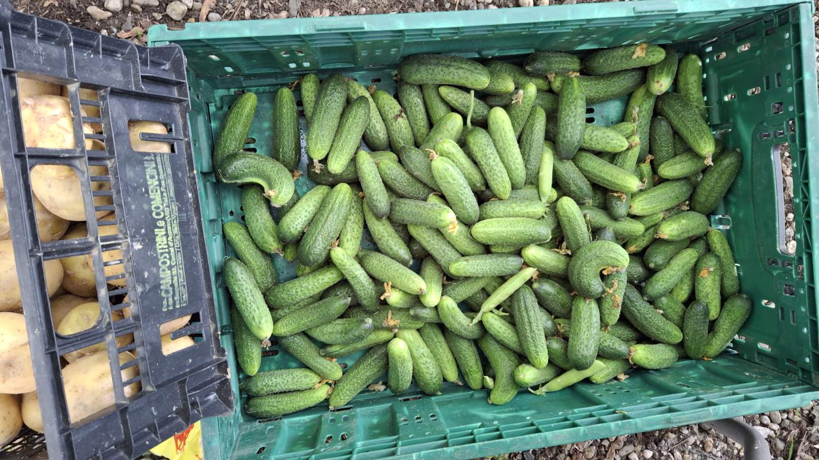 sajam srijedom 28052025 (63) sajam srijedom 28052025 (63)