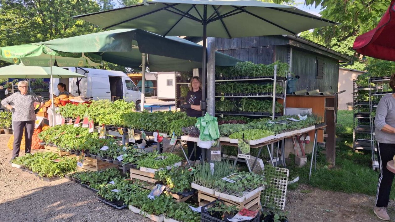 sajam srijedom 28052025 (65)