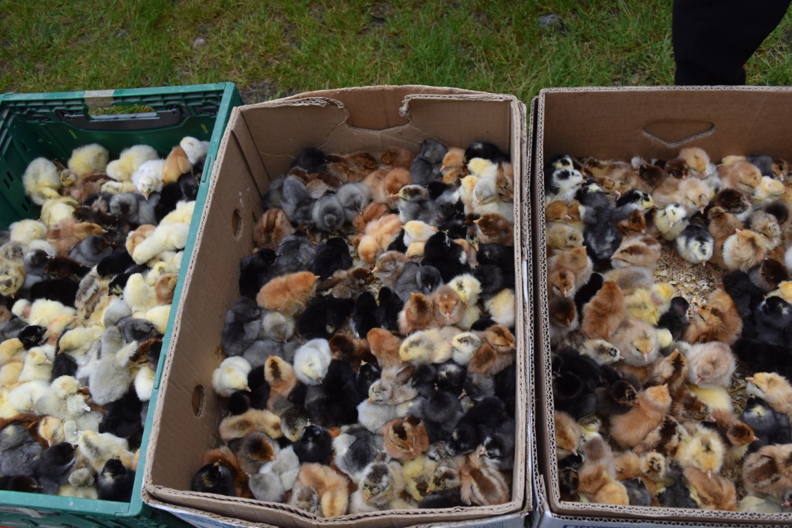 sajam srijedom (29) sajam srijedom (29)