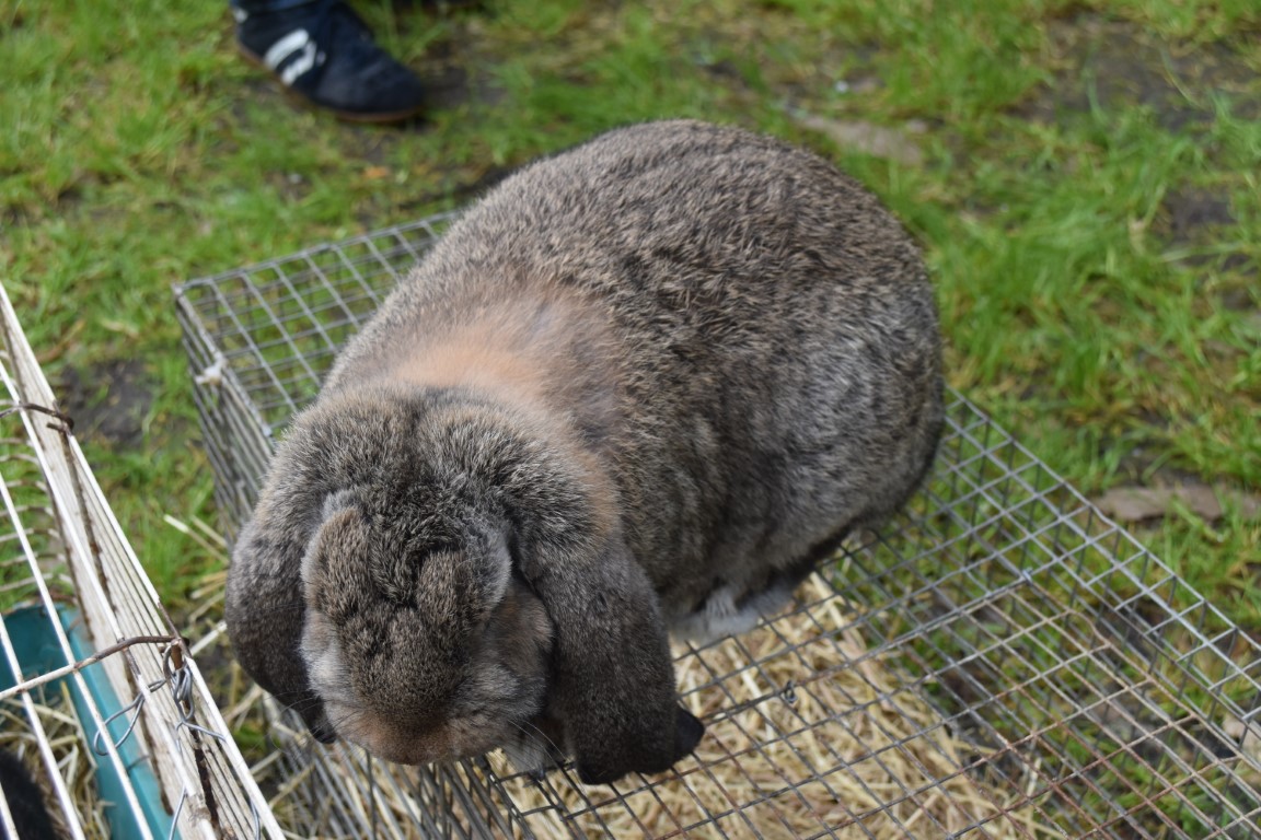 sajam srijedom (30) sajam srijedom (30)