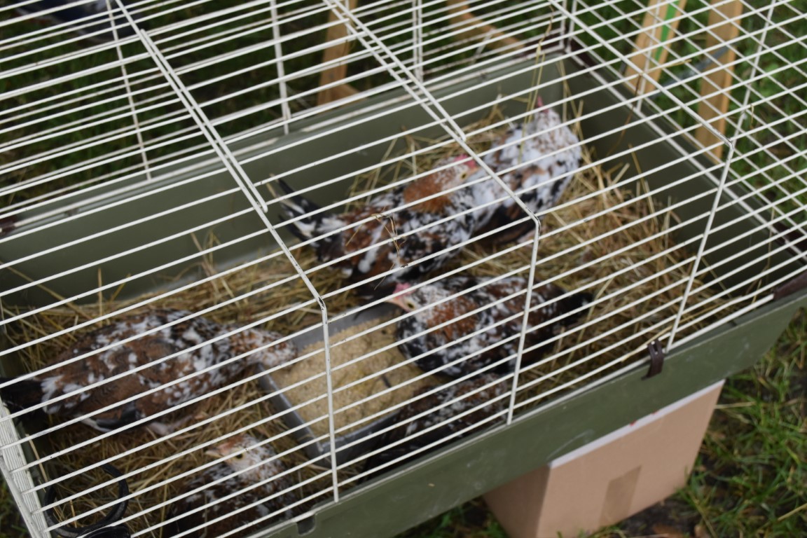 sajam srijedom (31) sajam srijedom (31)