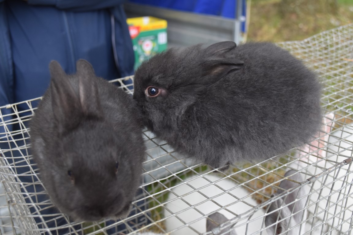 sajam srijedom (32) sajam srijedom (32)