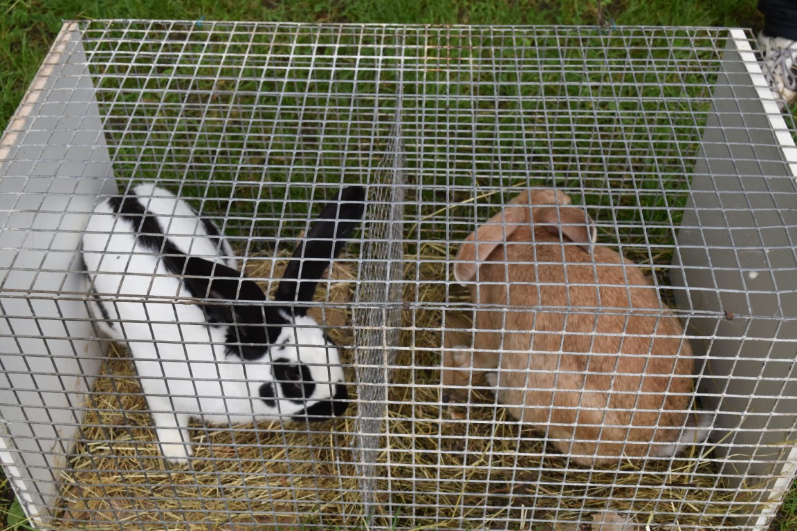 sajam srijedom (33) sajam srijedom (33)