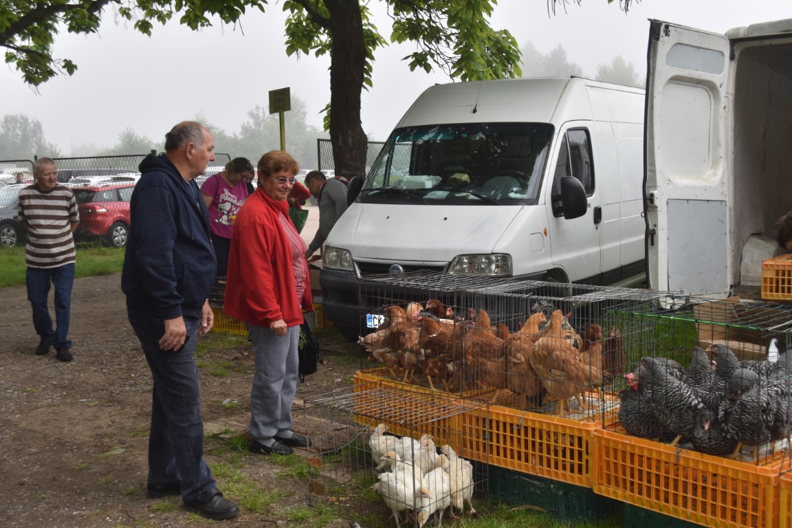 sajam srijedom (34) sajam srijedom (34)