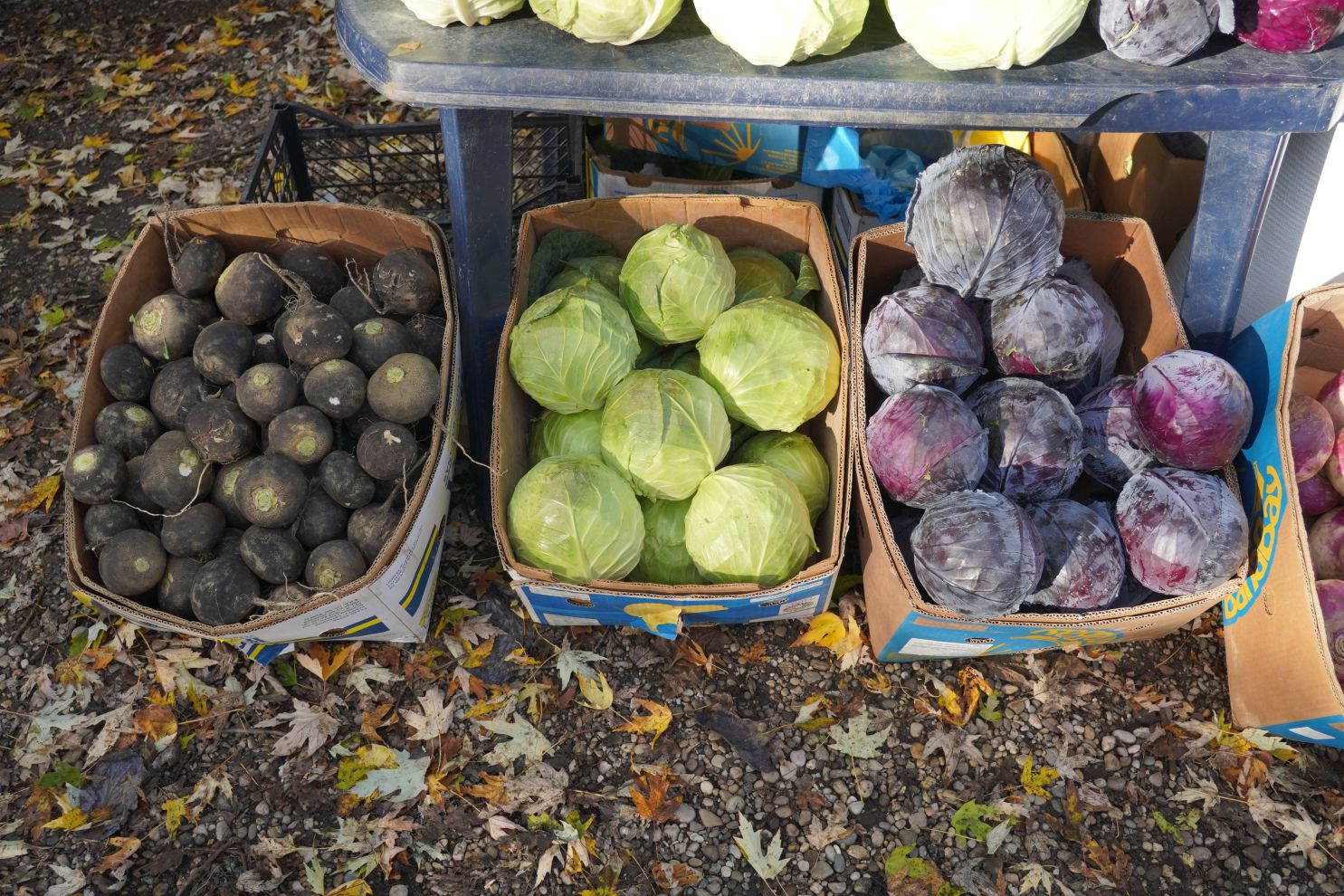 sajam srijedom 5.11.2025 (12)