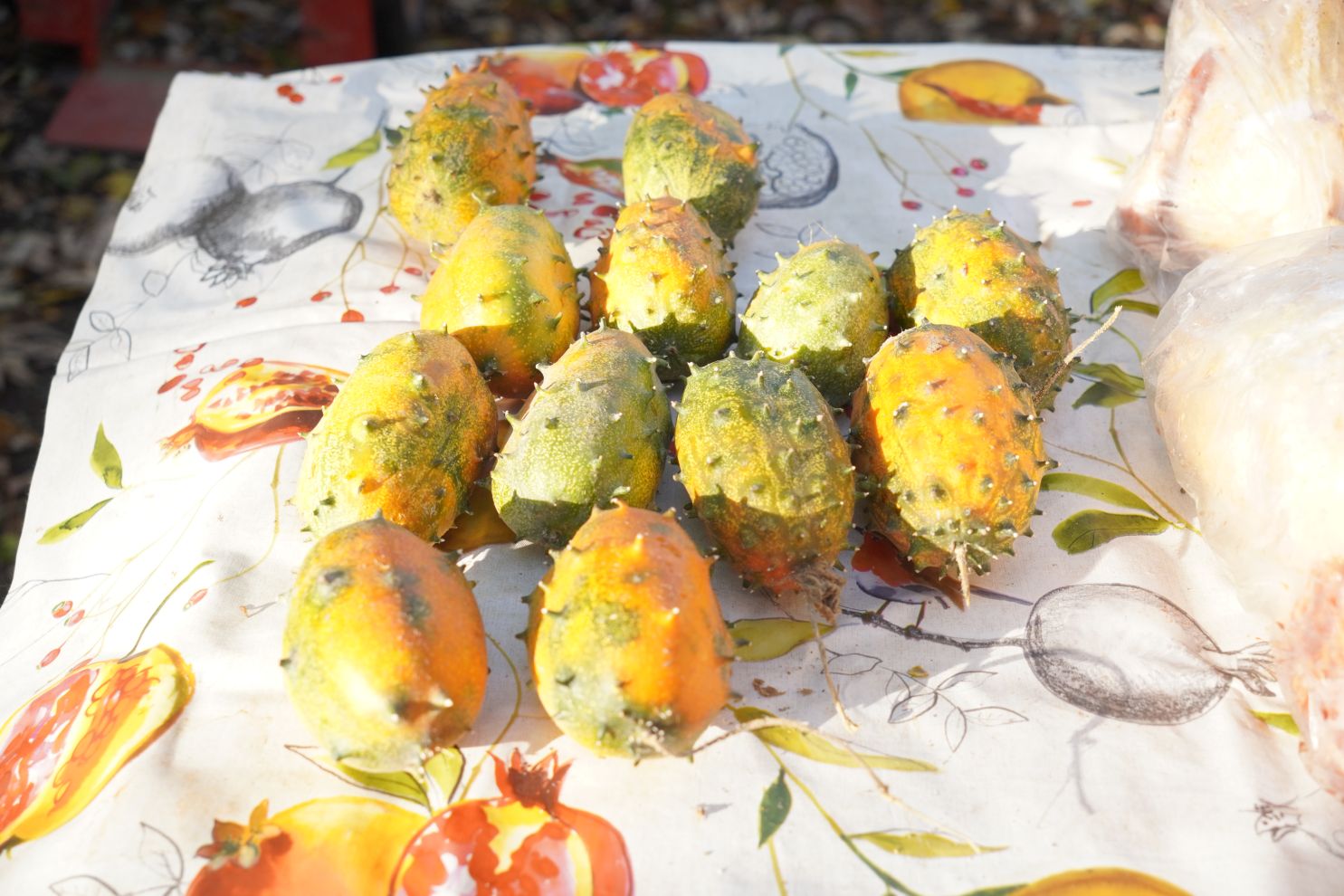 sajam srijedom 5.11.2025 (22)