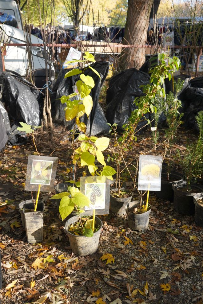 sajam srijedom 5.11.2025 (27)