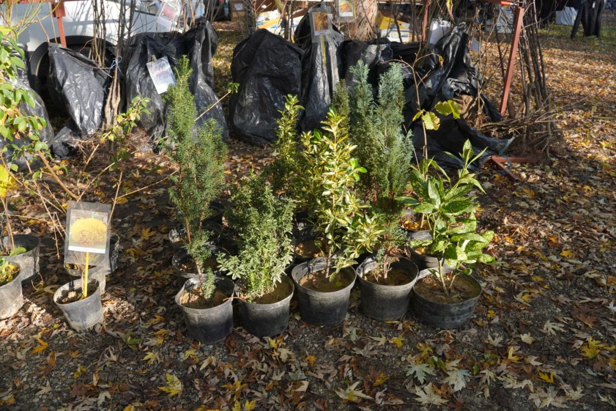 sajam srijedom 5.11.2025 (28)