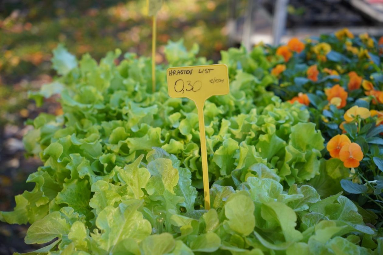 sajam srijedom 5.11.2025 (4)