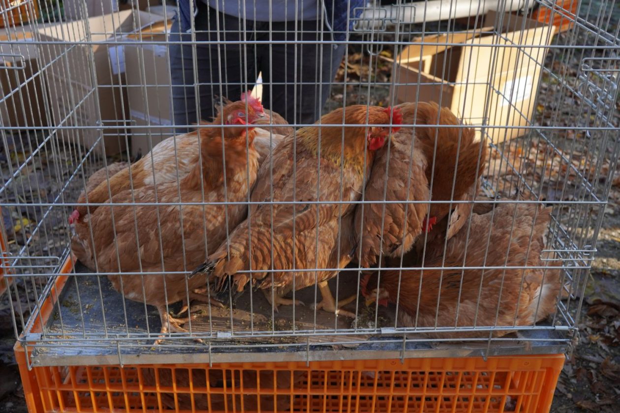 sajam srijedom 5.11.2025 (42)