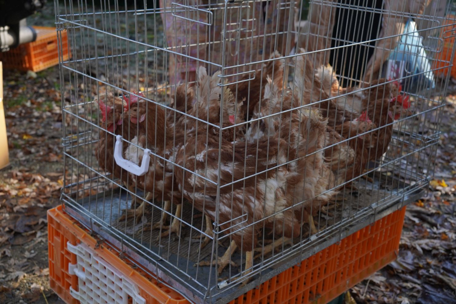 sajam srijedom 5.11.2025 (43)