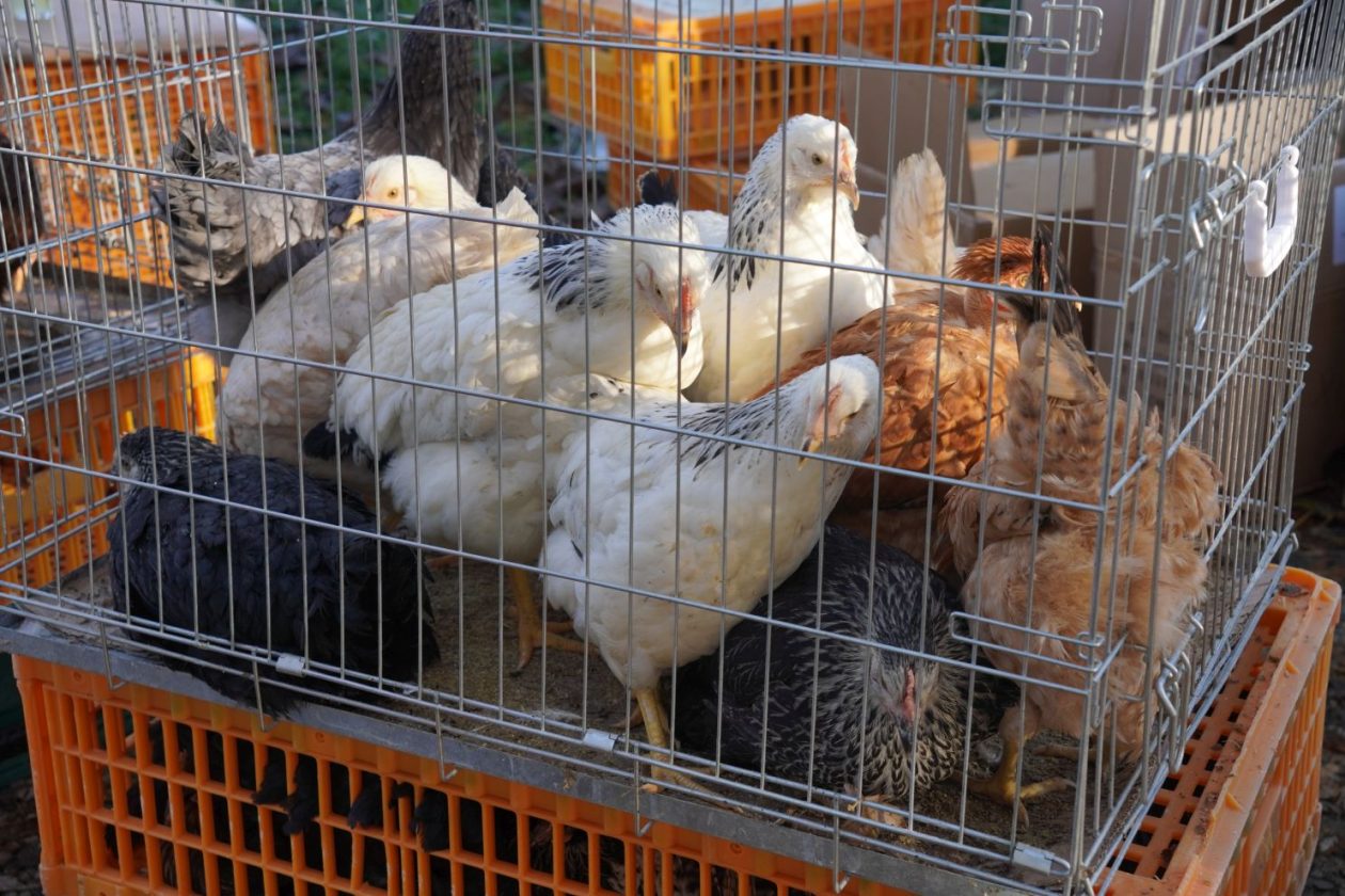 sajam srijedom 5.11.2025 (44)