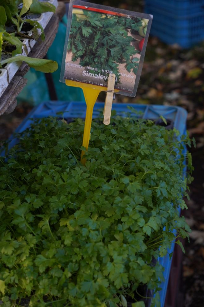 sajam srijedom 5.11.2025 (6)