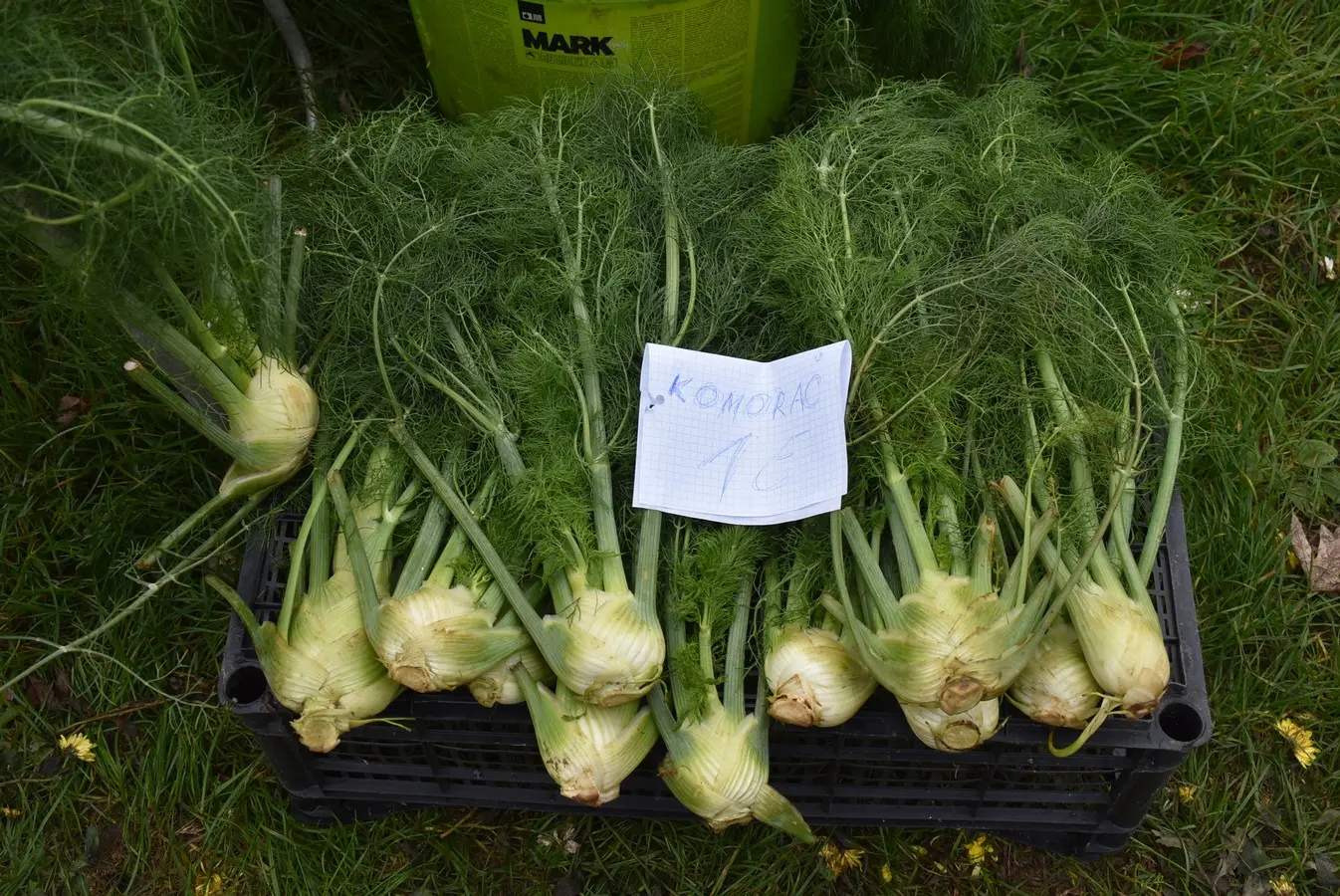 sajam srijedom 6.11 (34)