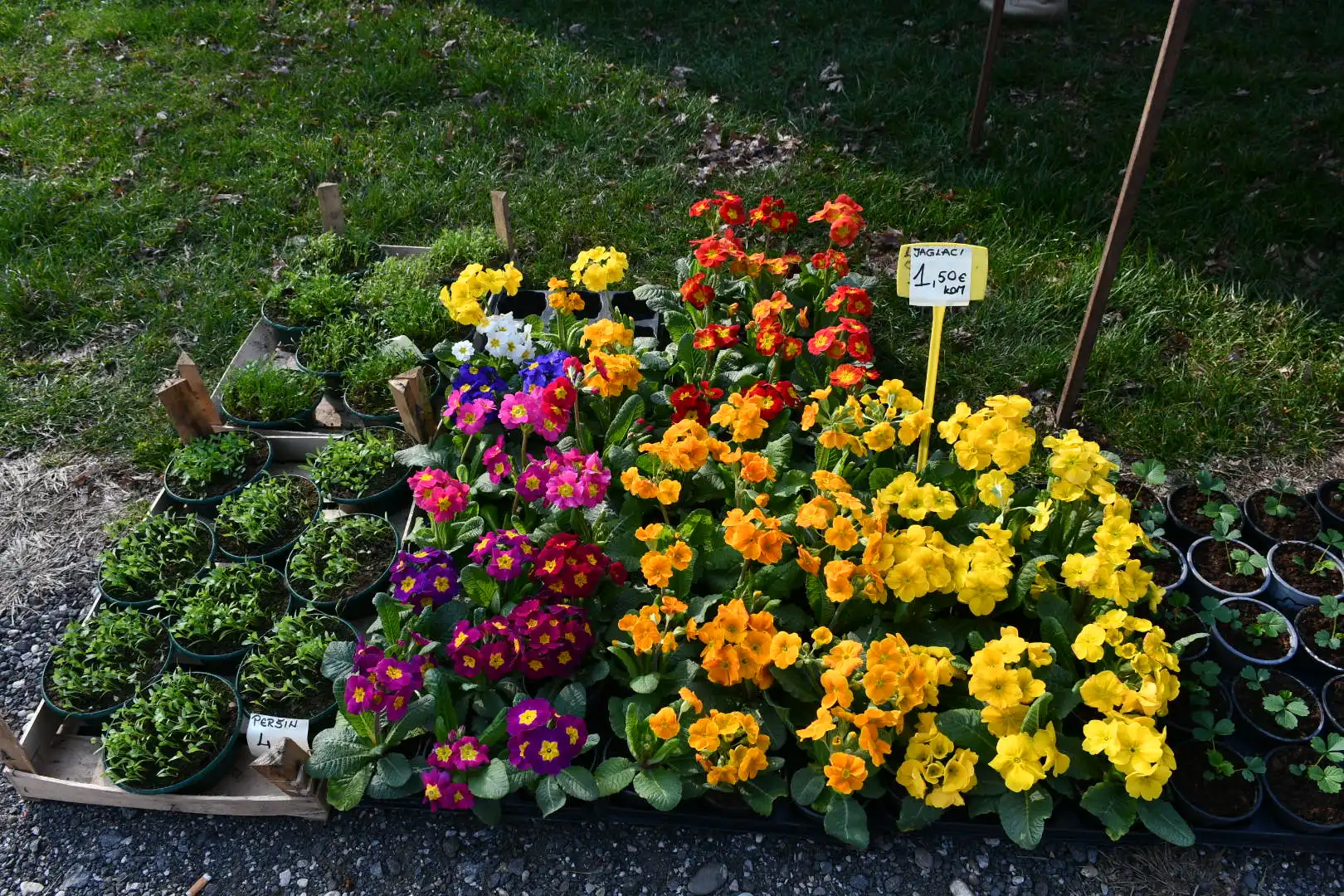 sajam srijedom, 6.3.2024 (16)