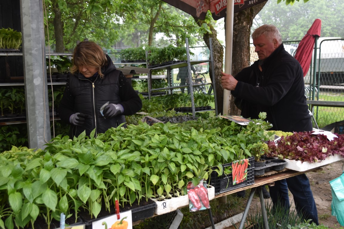 sajam srijedom (6) sajam srijedom (6)