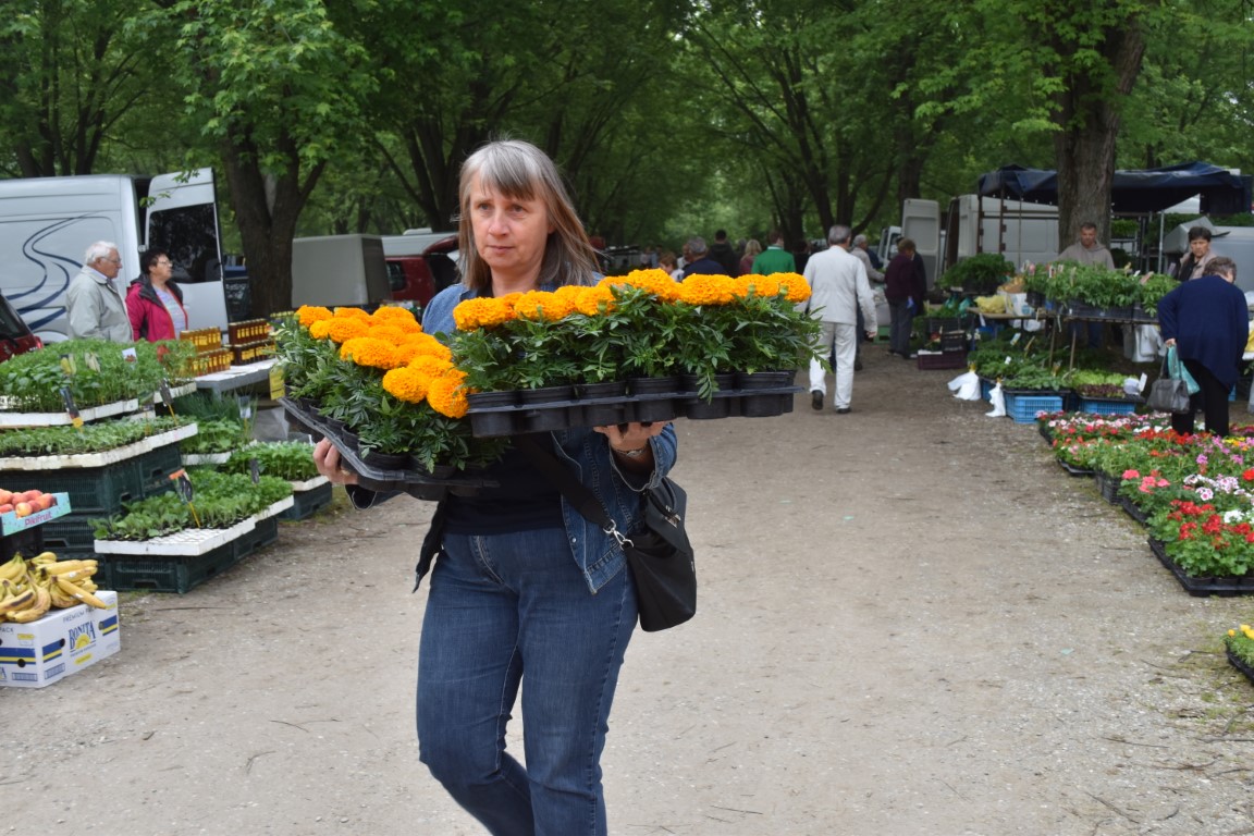 sajam srijedom (8) sajam srijedom (8)