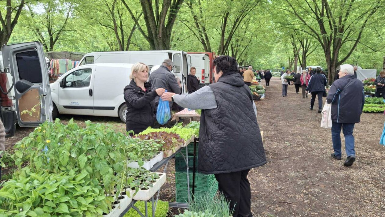 sajam srijedom svibanj 2025 (10)