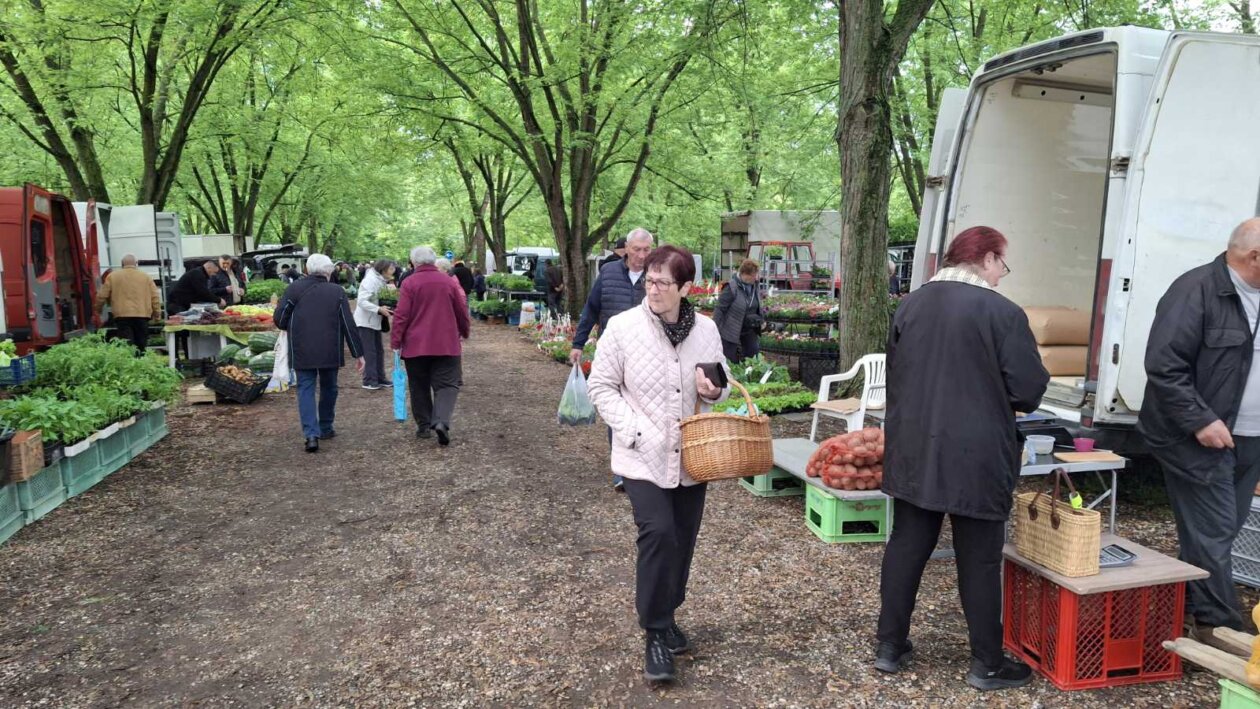 sajam srijedom svibanj 2025 (11)