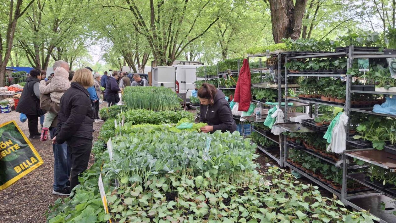 sajam srijedom svibanj 2025 (16)