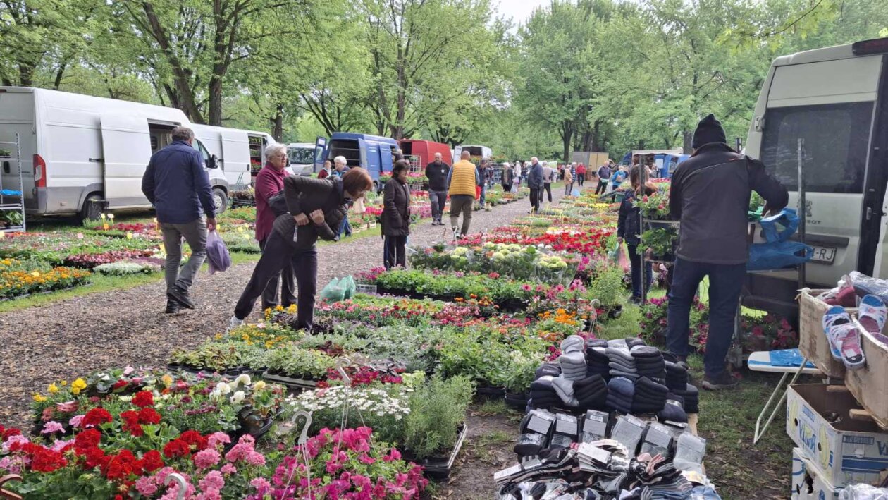 sajam srijedom svibanj 2025 (21)