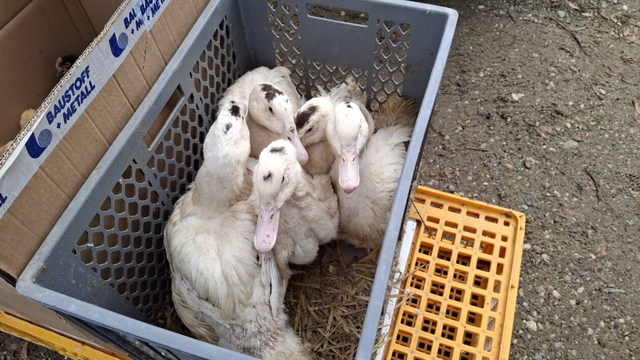 sajam srijedom svibanj 2025 (23)