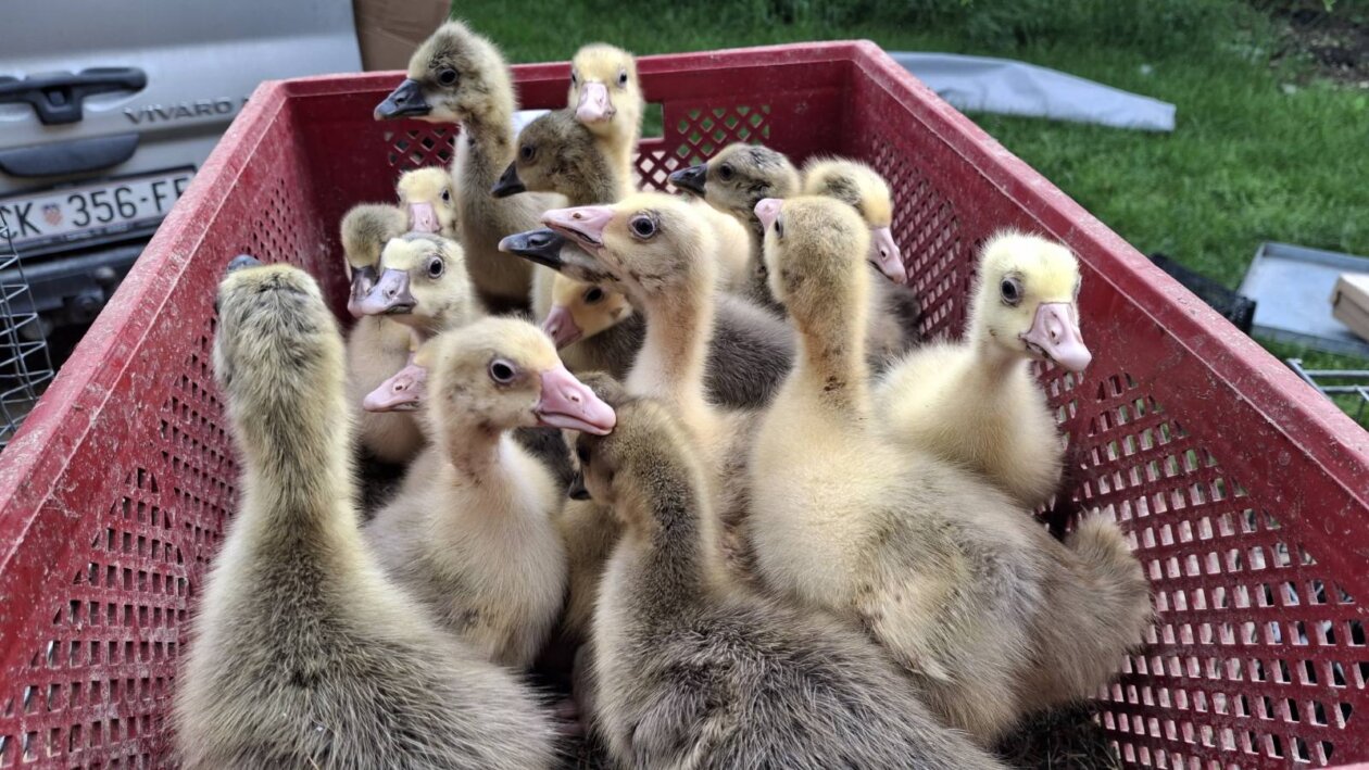 sajam srijedom svibanj 2025 (25)