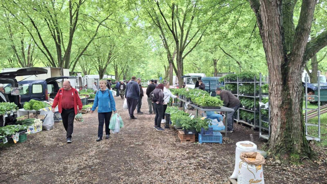 sajam srijedom svibanj 2025 (32)