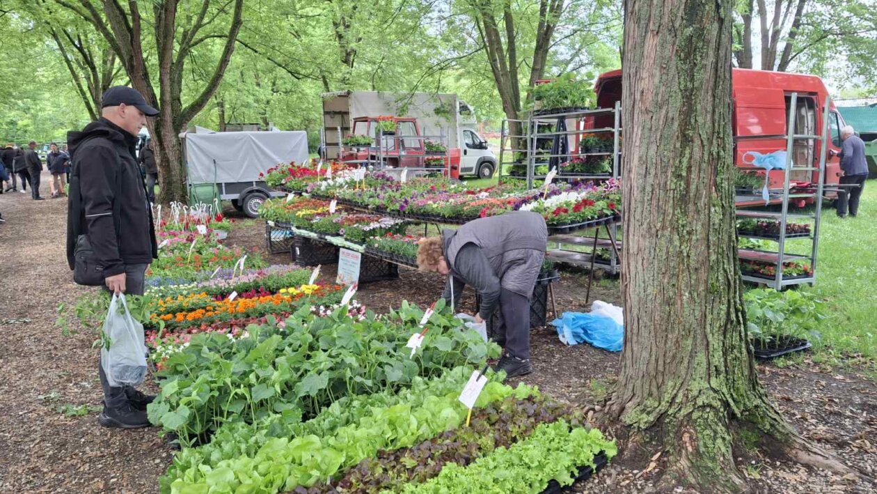 sajam srijedom svibanj 2025 (4)