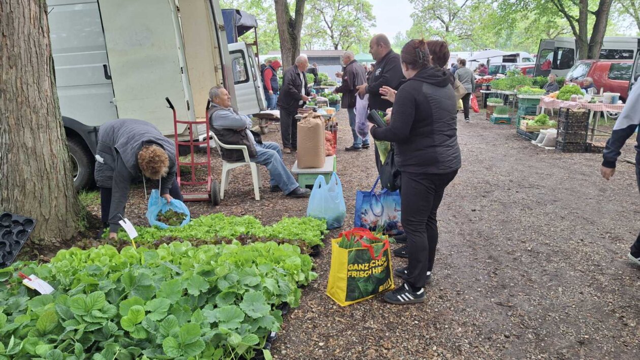 sajam srijedom svibanj 2025 (40)