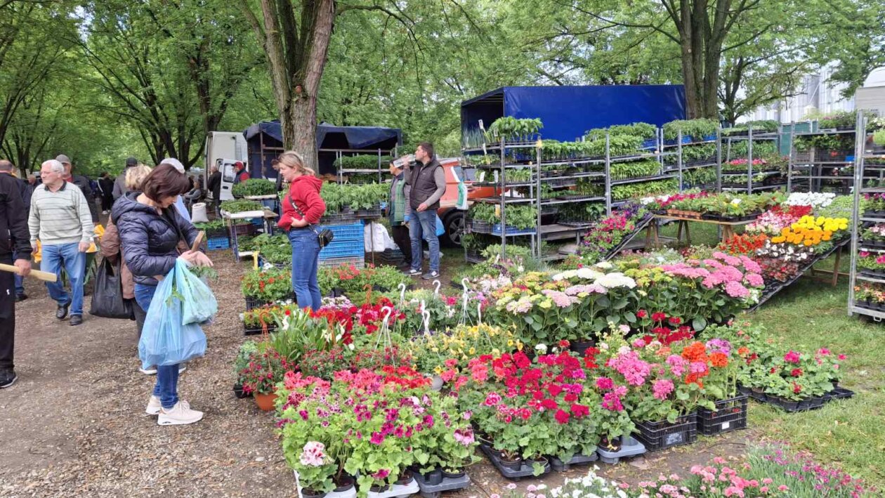 sajam srijedom svibanj 2025 (44)