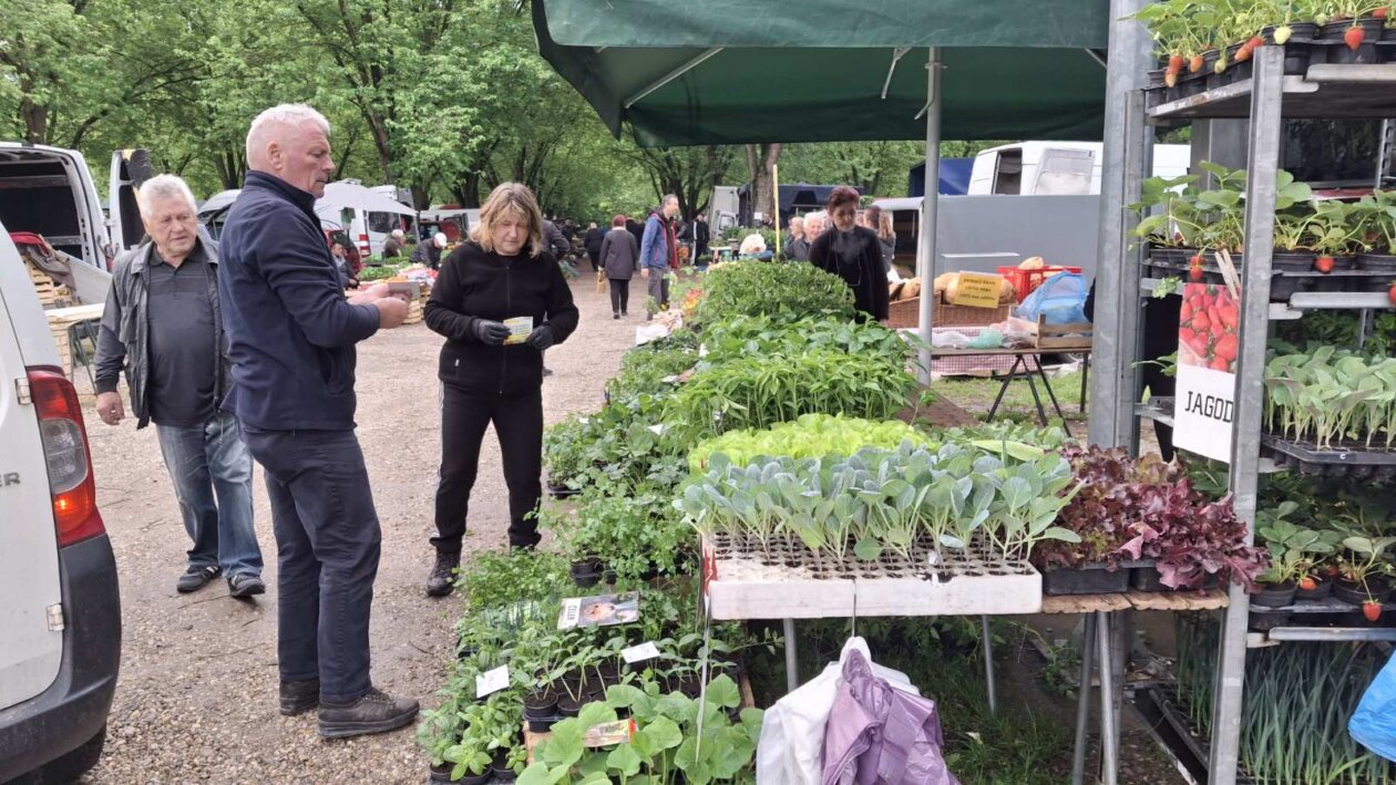 sajam srijedom svibanj 2025 (5)