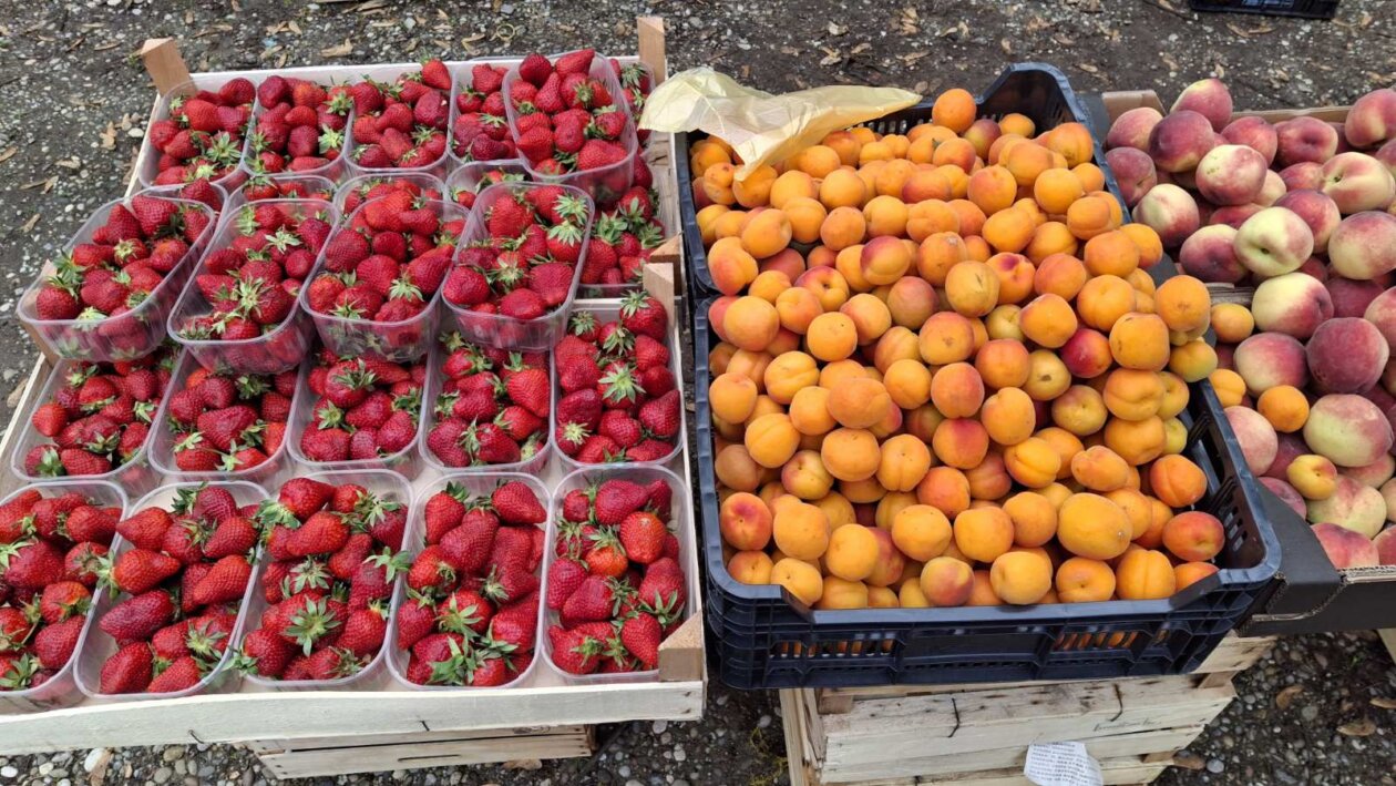 sajam srijedom svibanj 2025 (7)