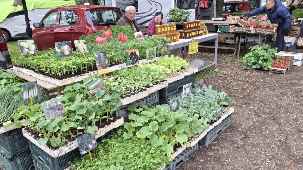 sajam srijedom svibanj 2025 (8)