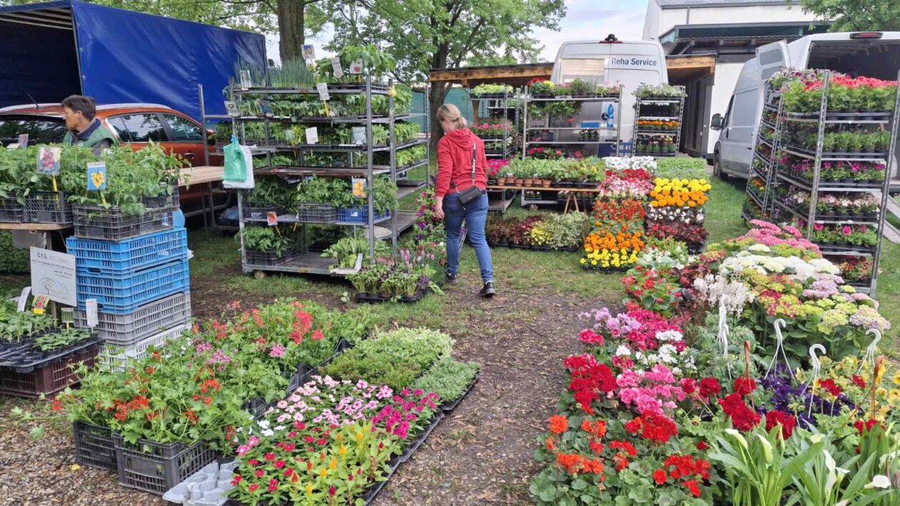 sajam srijedom svibanj 2025 (9)