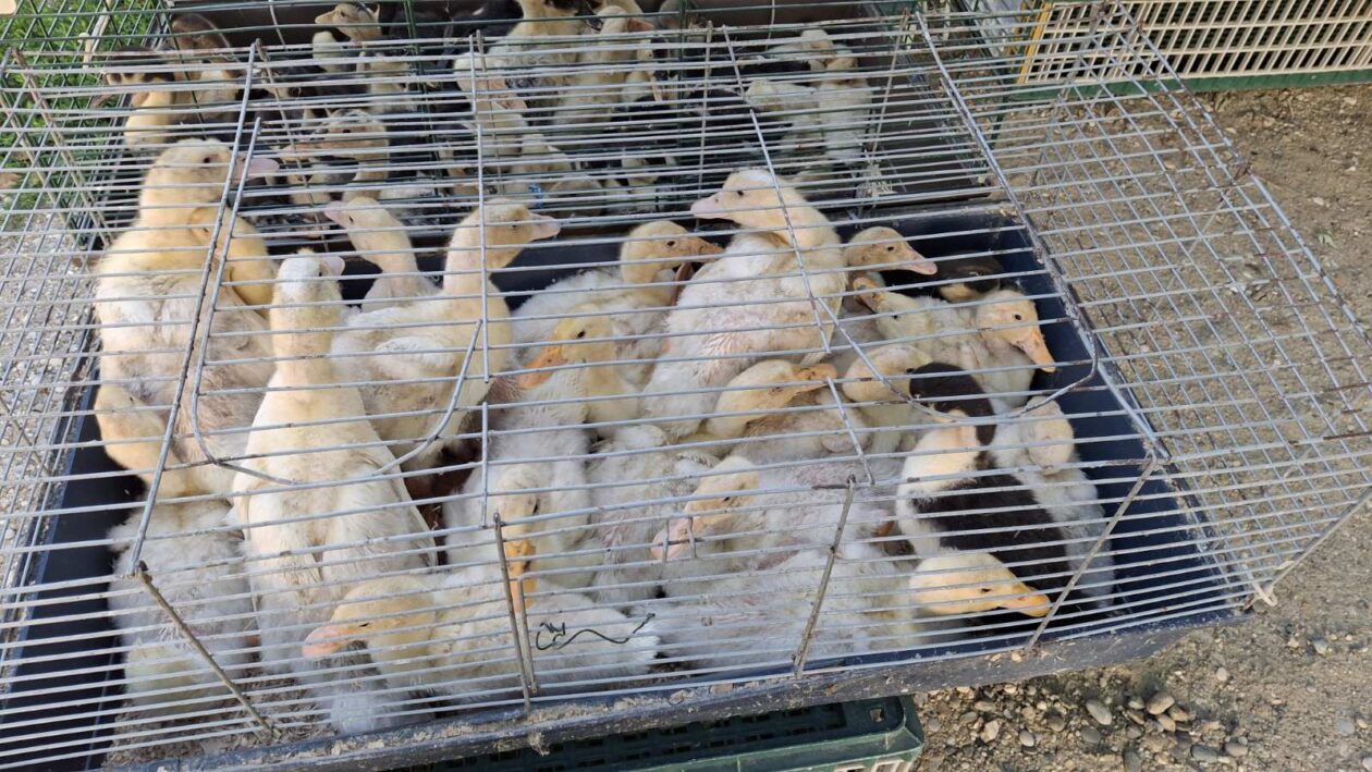 sajam srijedom23072025 (22) sajam srijedom23072025 (22)