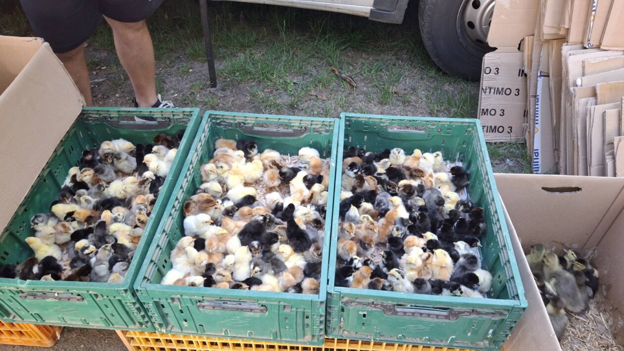 sajam srijedom23072025 (23) sajam srijedom23072025 (23)