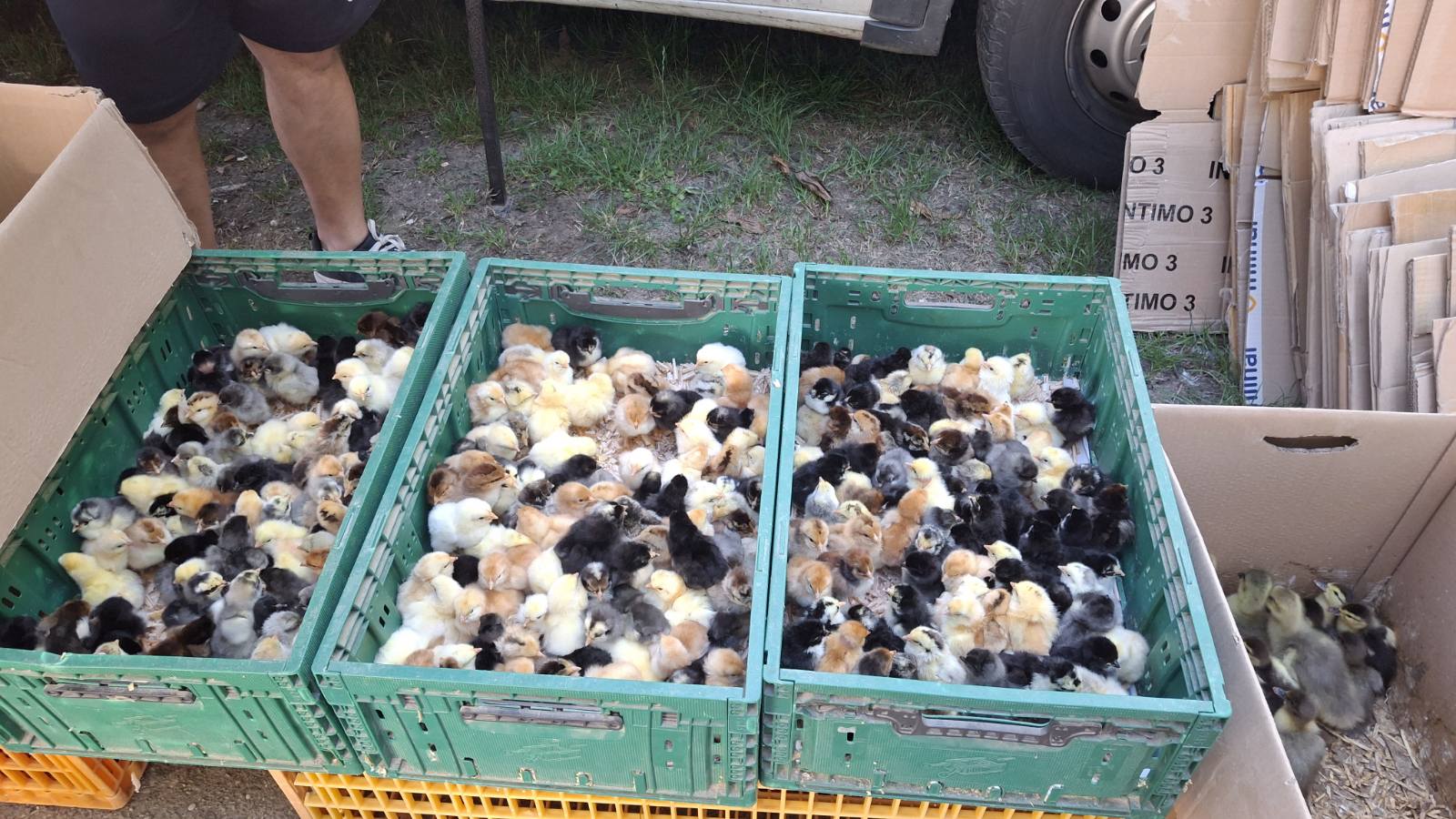 sajam srijedom23072025 (23)