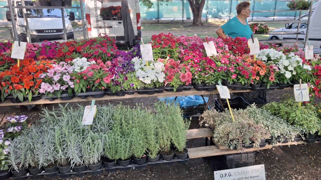 sajam srijedom23072025 (57) sajam srijedom23072025 (57)