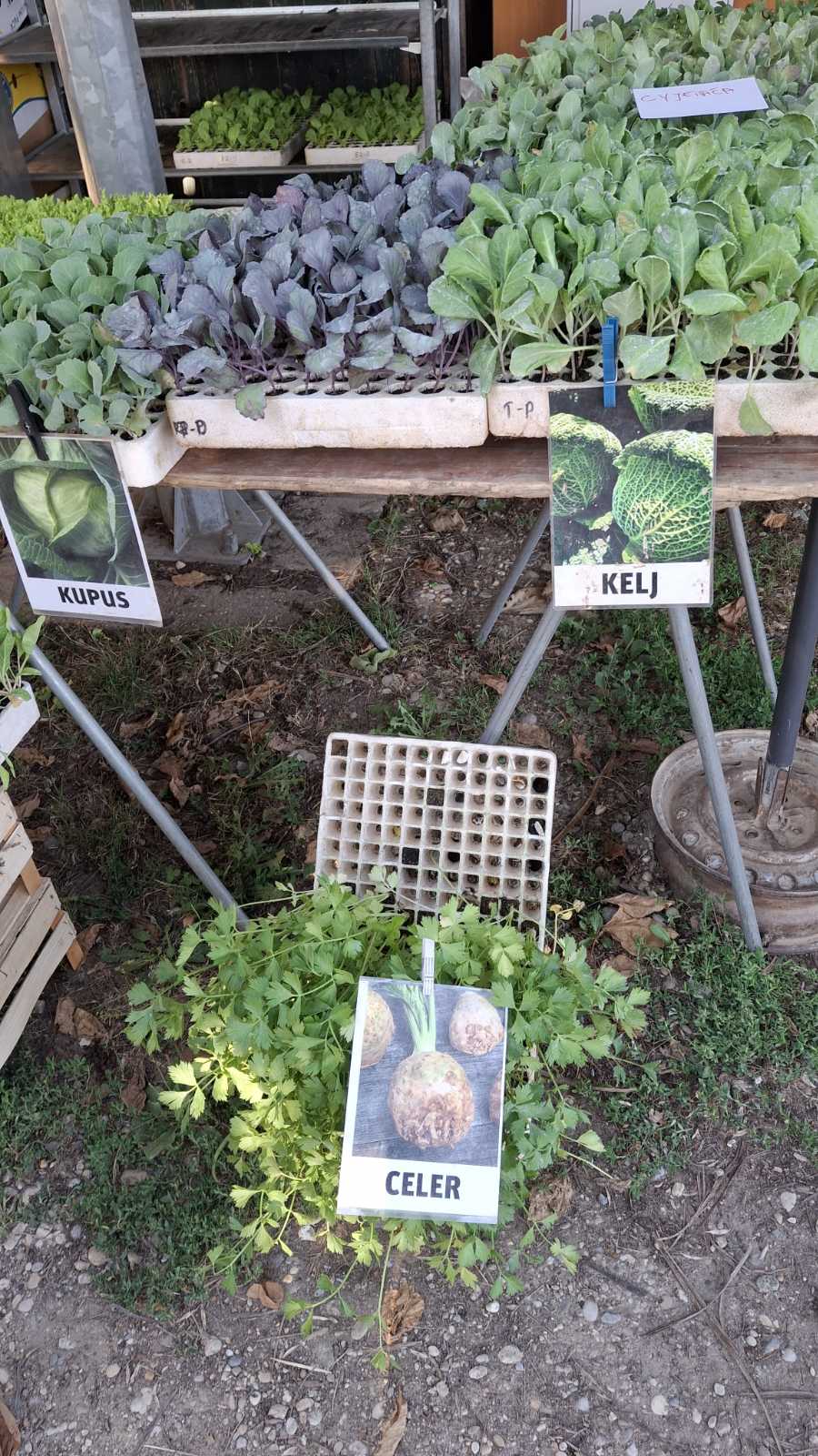 sajam srijedom23072025 (8)