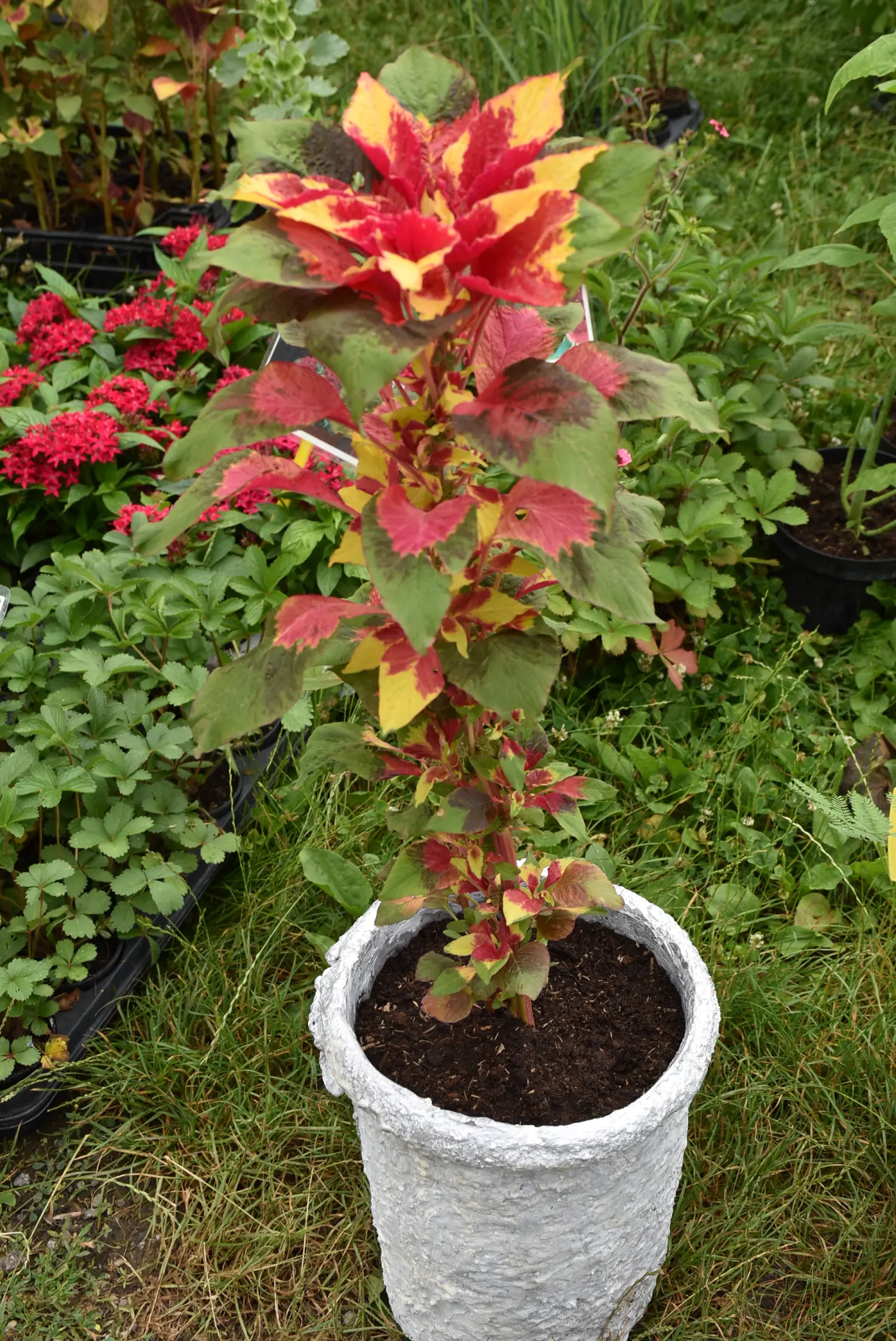 sajam srijedom,26.6.2024 (1) sajam srijedom,26.6.2024 (1)