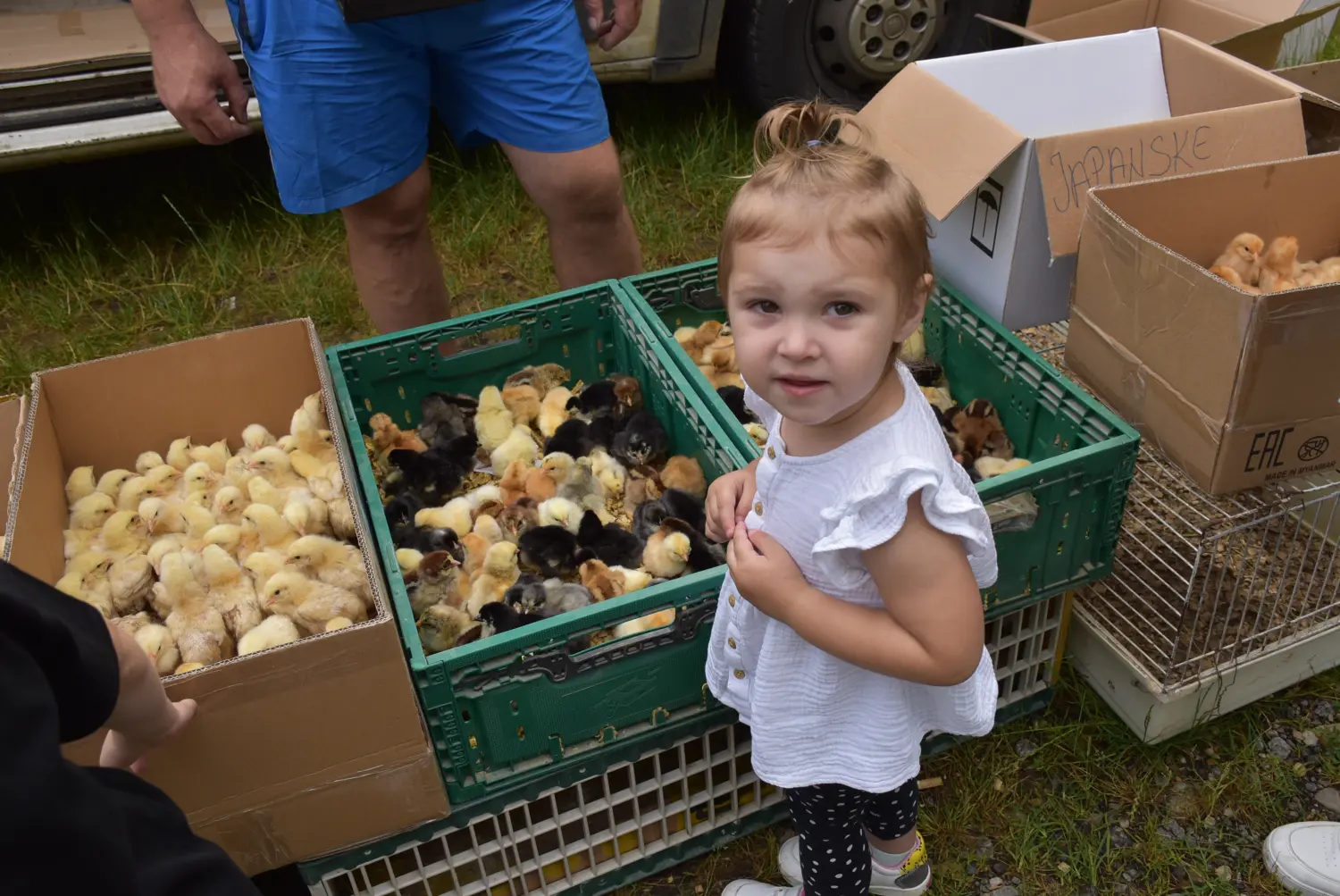 sajam srijedom,26.6.2024 (11) sajam srijedom,26.6.2024 (11)