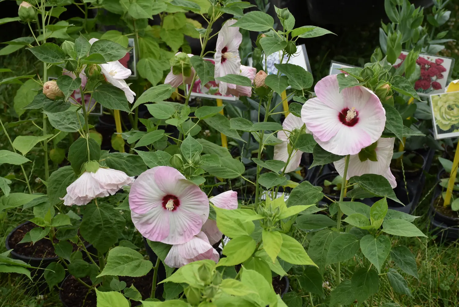 sajam srijedom,26.6.2024 (2) sajam srijedom,26.6.2024 (2)