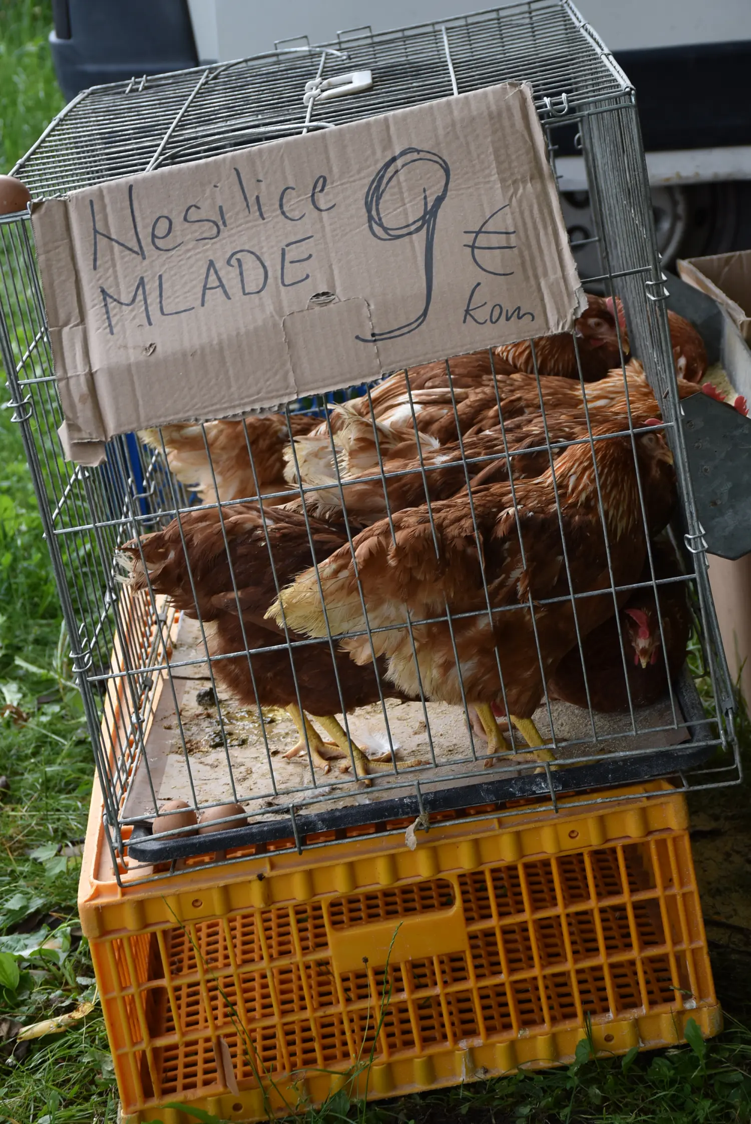 sajam srijedom,26.6.2024 (3) sajam srijedom,26.6.2024 (3)