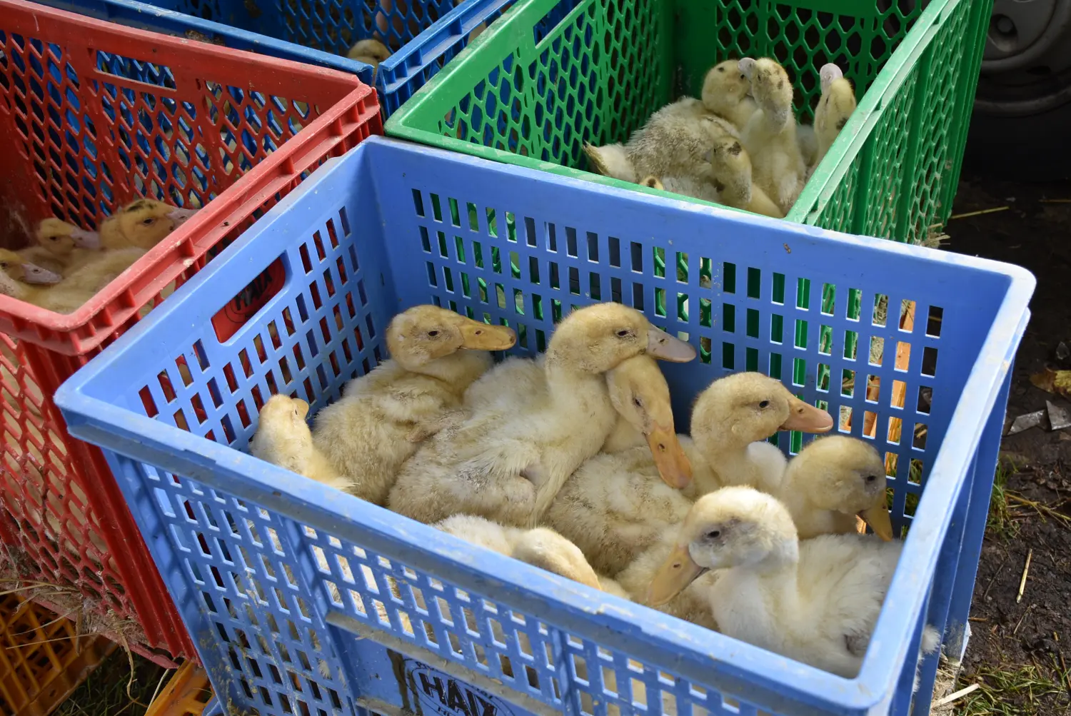 sajam srijedom,26.6.2024 (5) sajam srijedom,26.6.2024 (5)